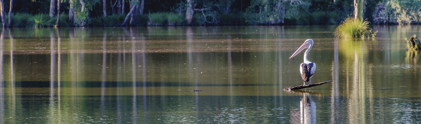 pelican in wetlands