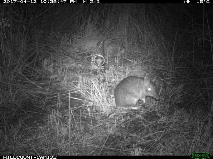 Black and white image of bandicoot foraging captured by WildCount camera at night