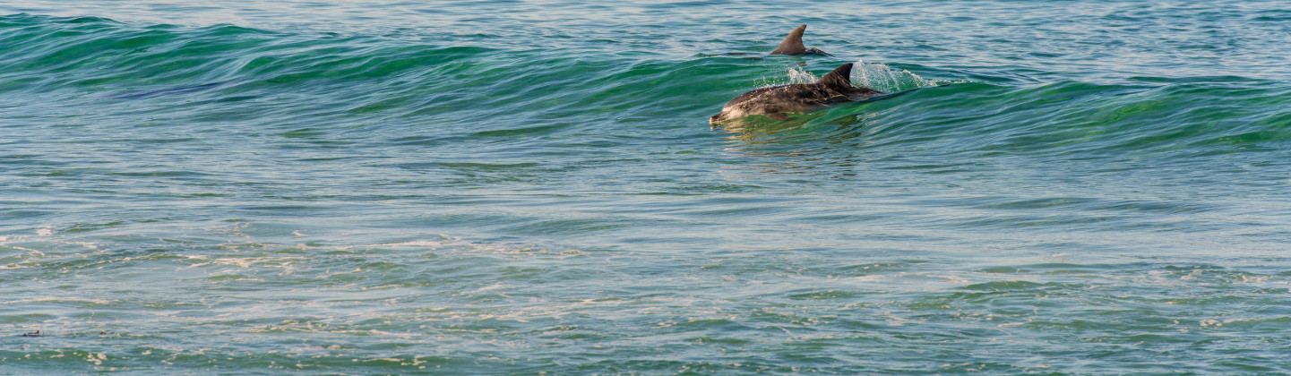 dolphins surfing in ocean swell