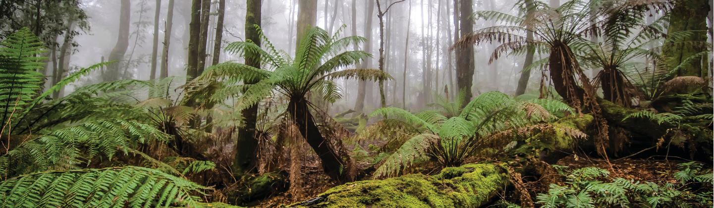 Ferns and mossy logs in the foreground; mist and tree trunks in the background