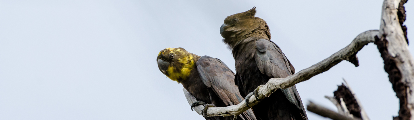 male and female glossy black cockatoos on branch