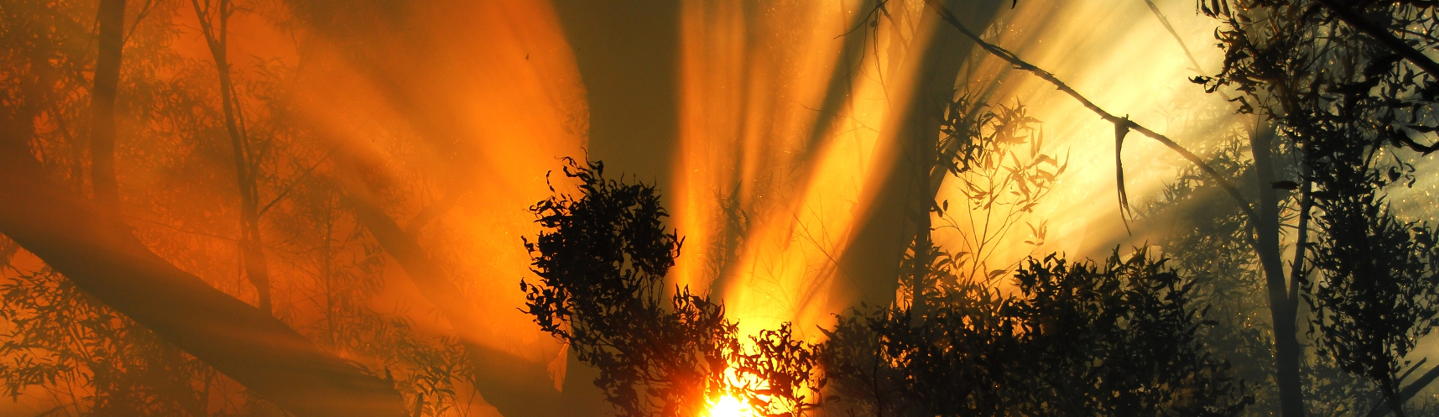 Eucalyptus tree trunk and branches silhouetted against red and yellow light