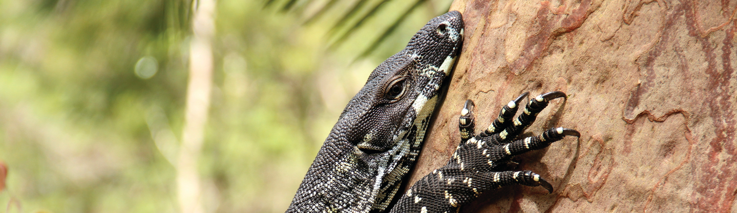 Goanna climbing a tree