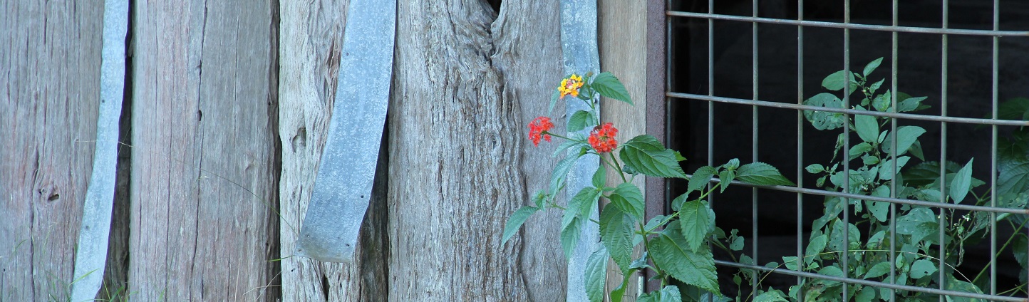 lantana poking through a fence