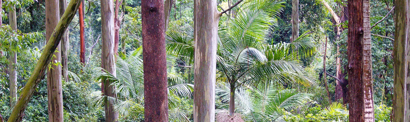 red gum tree trunks, palm trees and tropical vegetation
