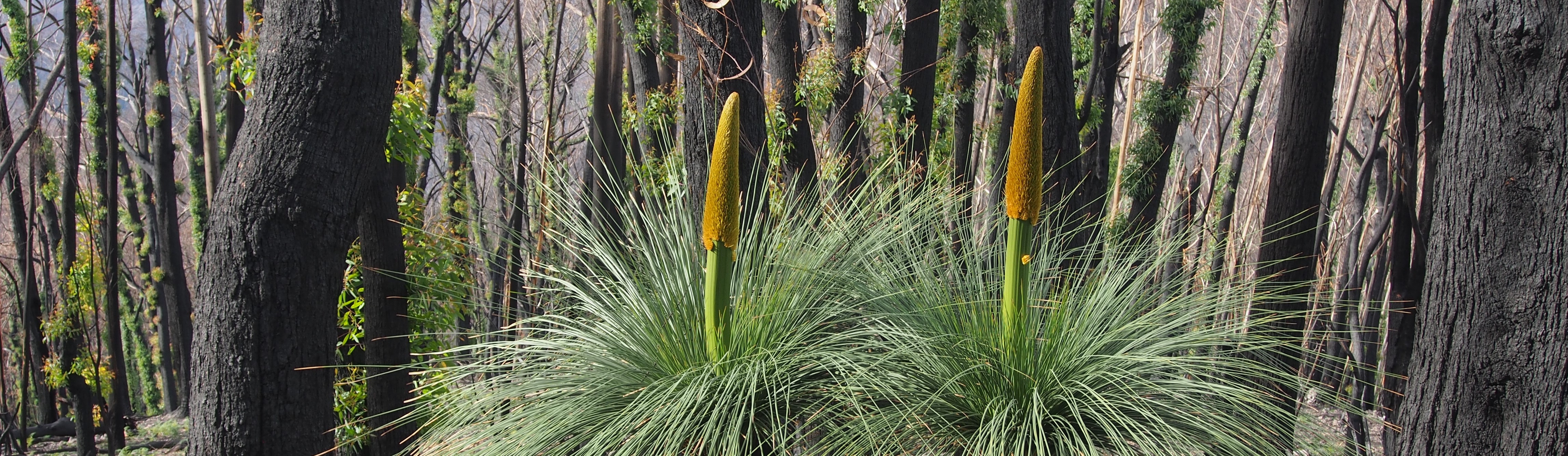 Grass trees and Eucalypts re-sprout following the 2020 bushfires in Mt Imlay