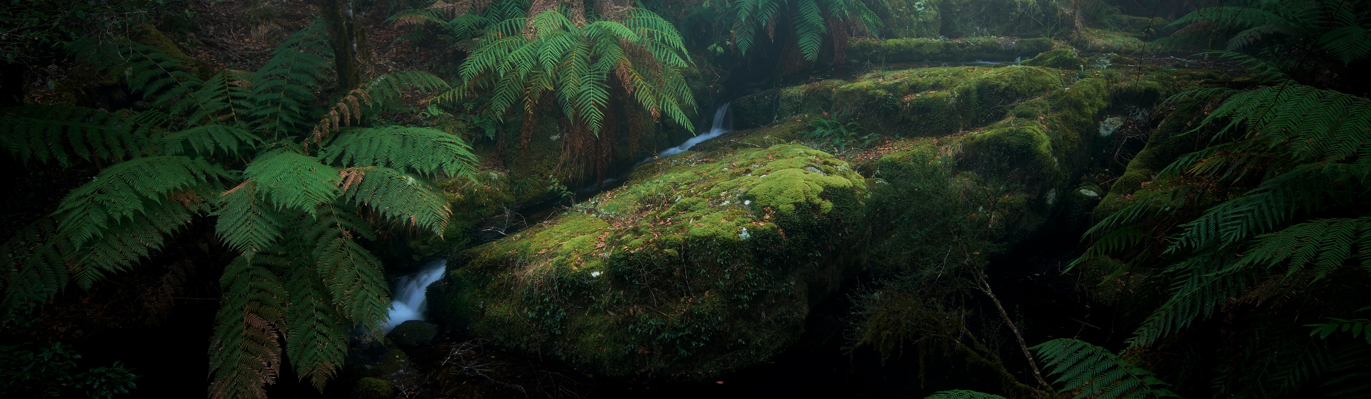 Rainforest floor view across moss covered rocks in Barrington Tops National Park