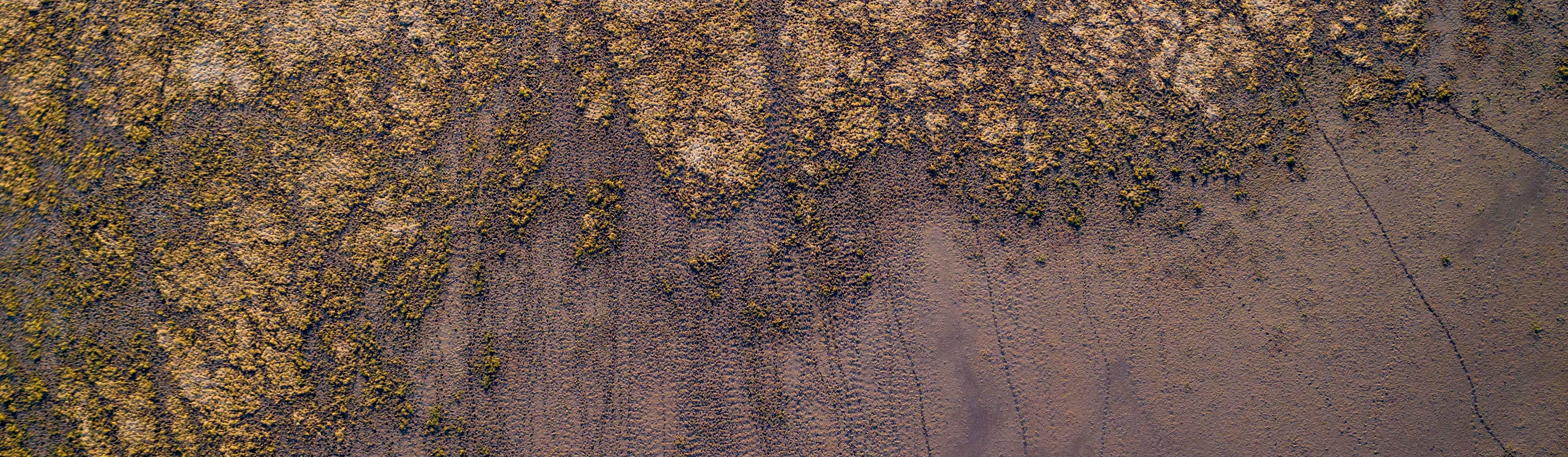 Aerial photo across Clarence floodplain backswamp showing kangaroo tracks