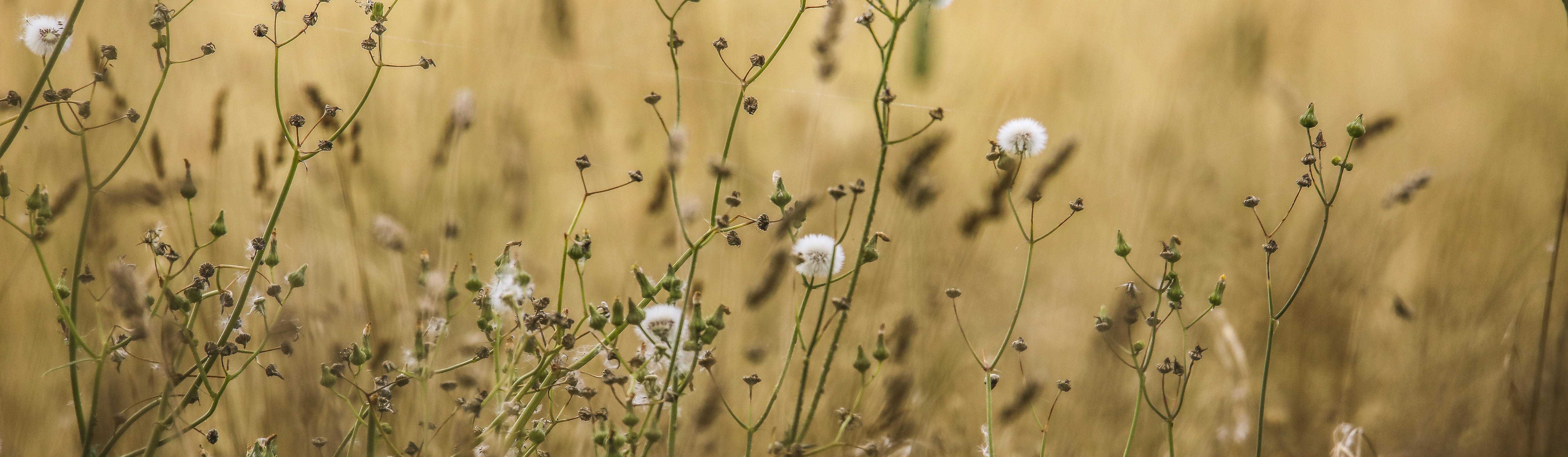 Close up of Senicio weeds near Millthorpe