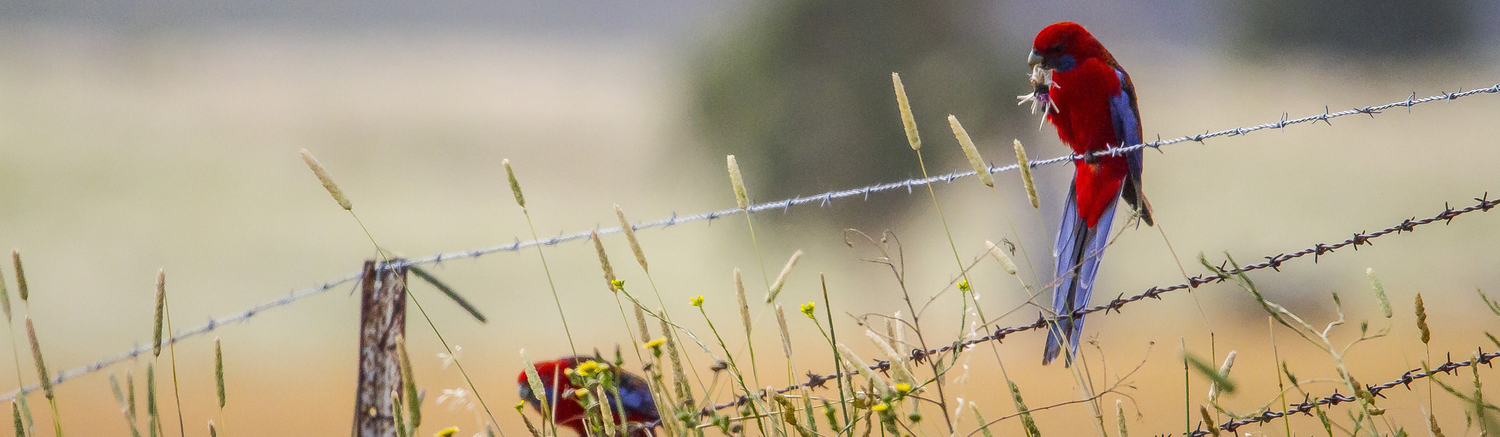 Crimson rosella (Platycercus elegans) eating grass heads on wire fence near Cowrigga