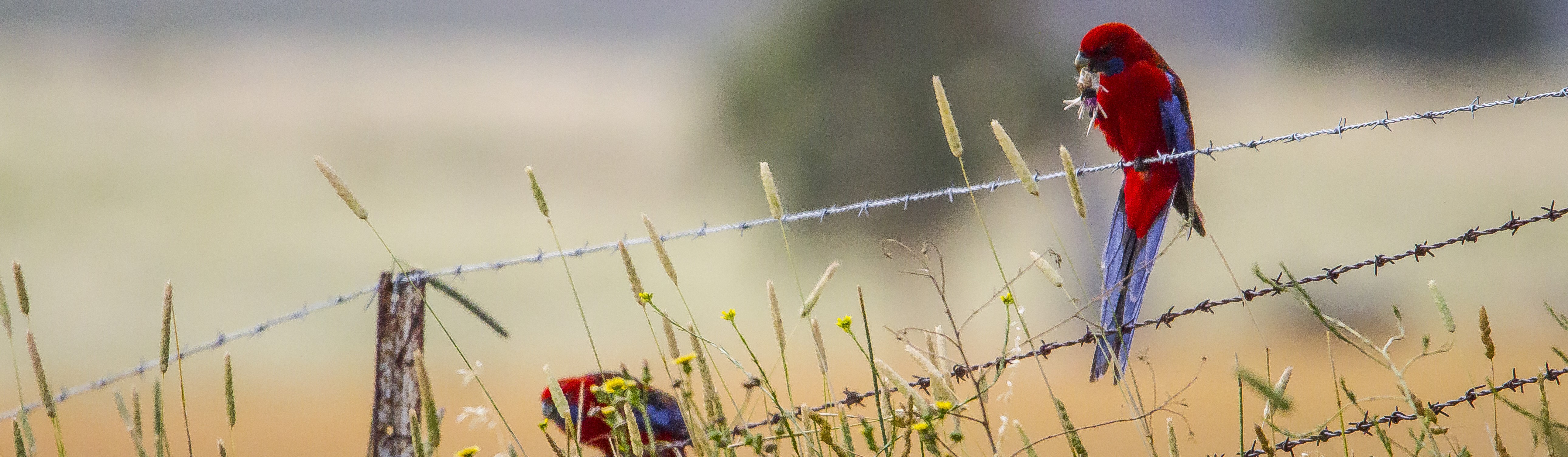 Crimson rosella (Platycercus elegans) eating grass heads on wire fence near Cowrigga