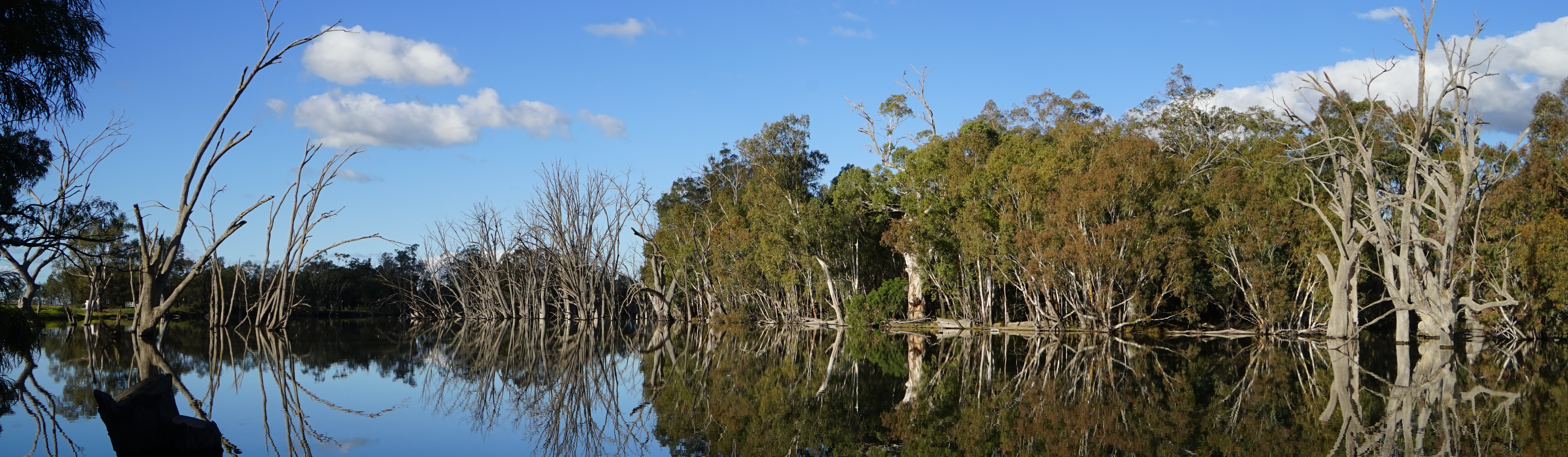 Perfect still water creates mirror to sky with drowned trees in Hay Weirpool, Murrumbidgee River