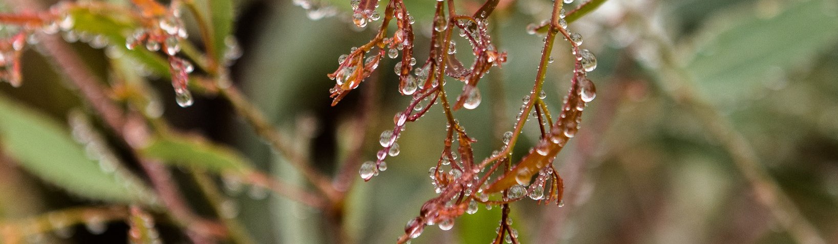 Macro photo of plant with water drops after the rain in Warrumbungle National Park