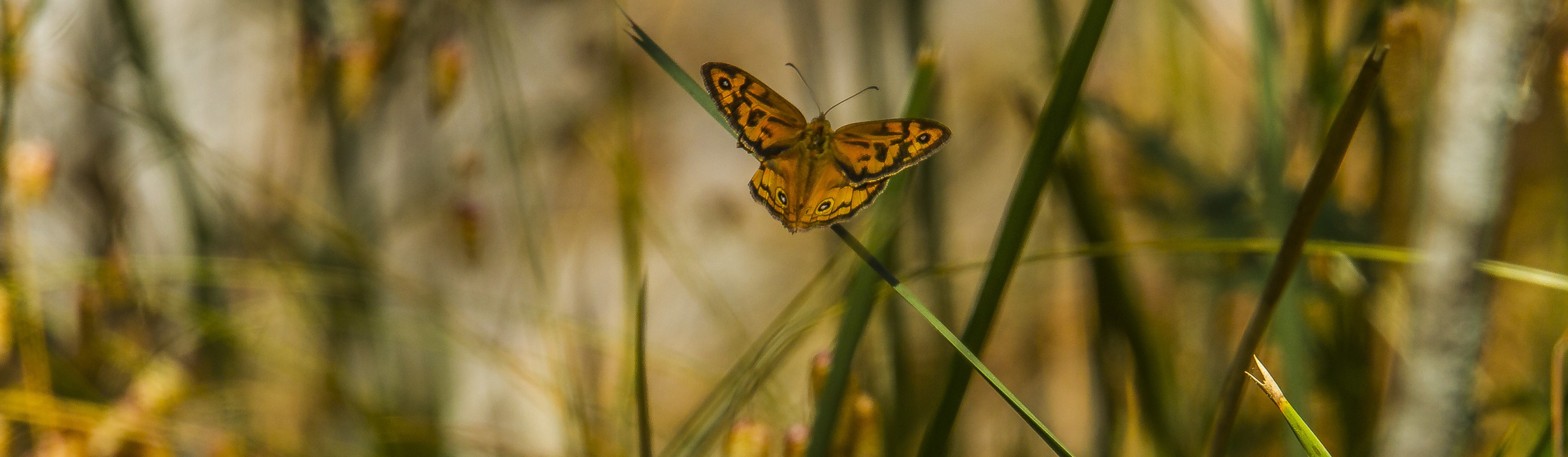 Common Brown (Heteronympha merope) butterfly sitting on blade of grass