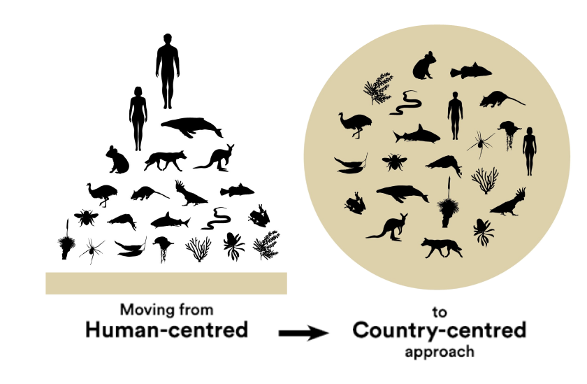 Comparison between a human-centered and a country-centered approach to biodiversity. The human-centered model places humans at the top of a hierarchy, while the country-centered model arranges all species, including humans, in an equal circular pattern, emphasizing ecological balance