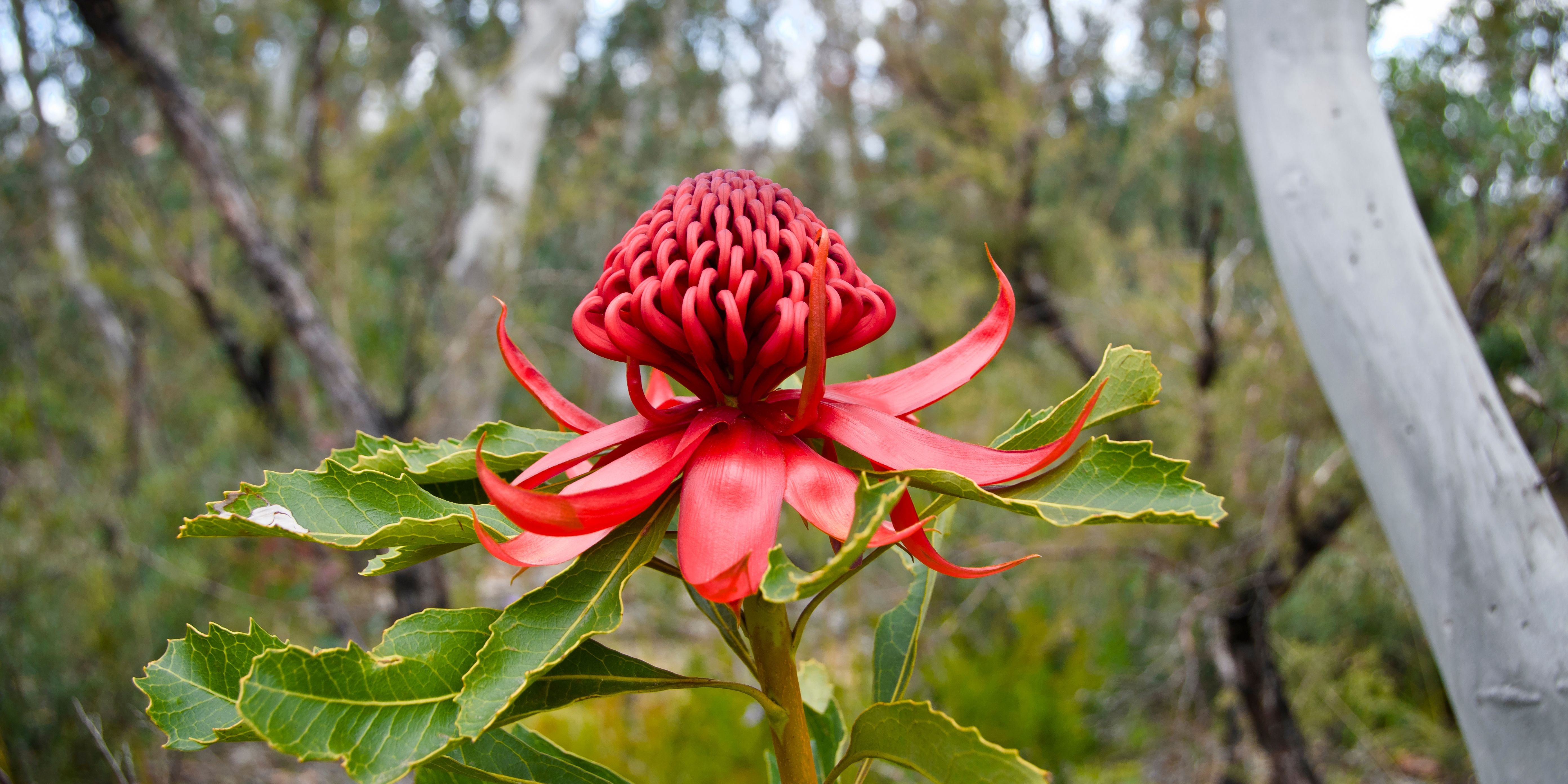 Red flower in the bush
