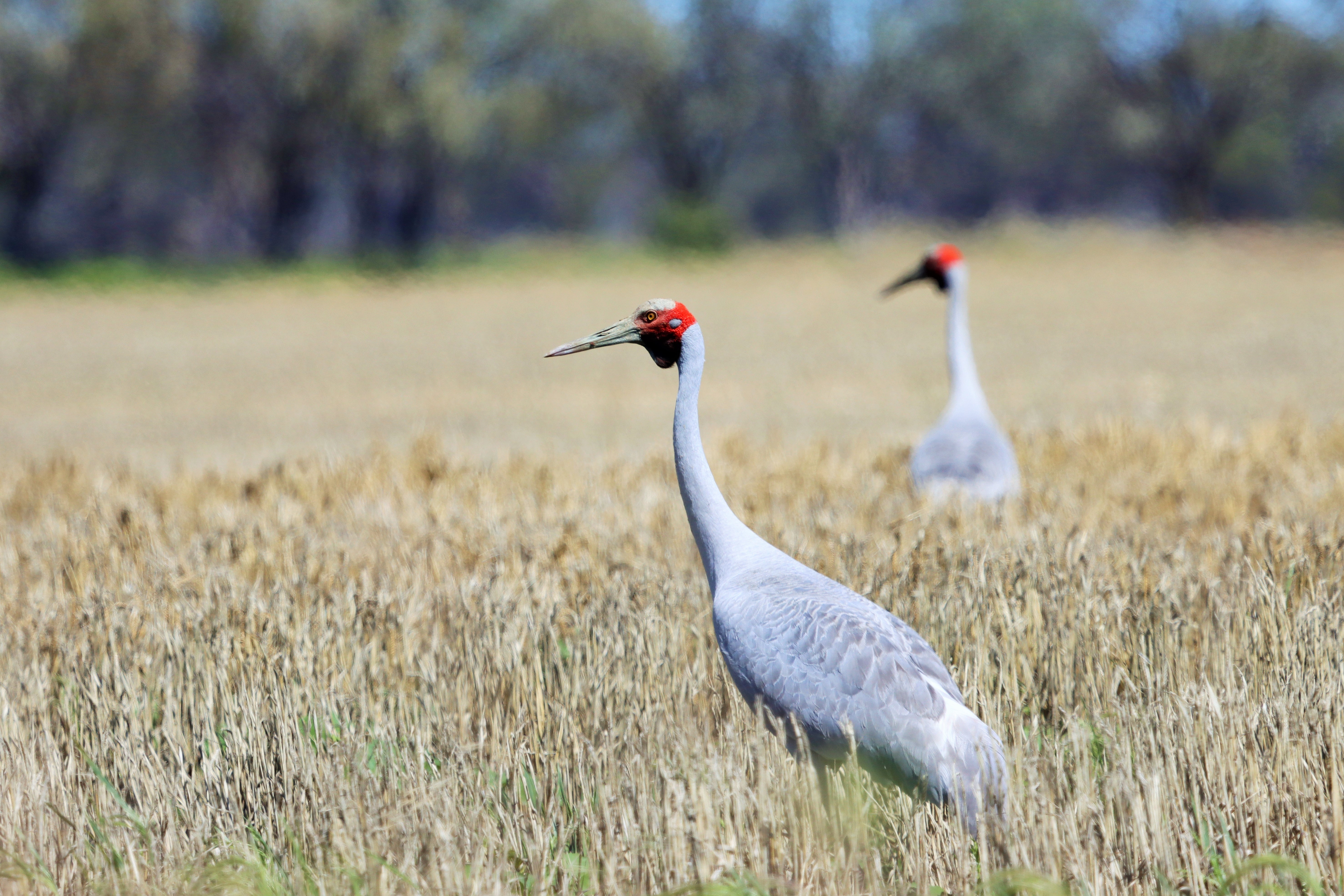 Two Brolgas walking in long grass, Macquarie Marshes