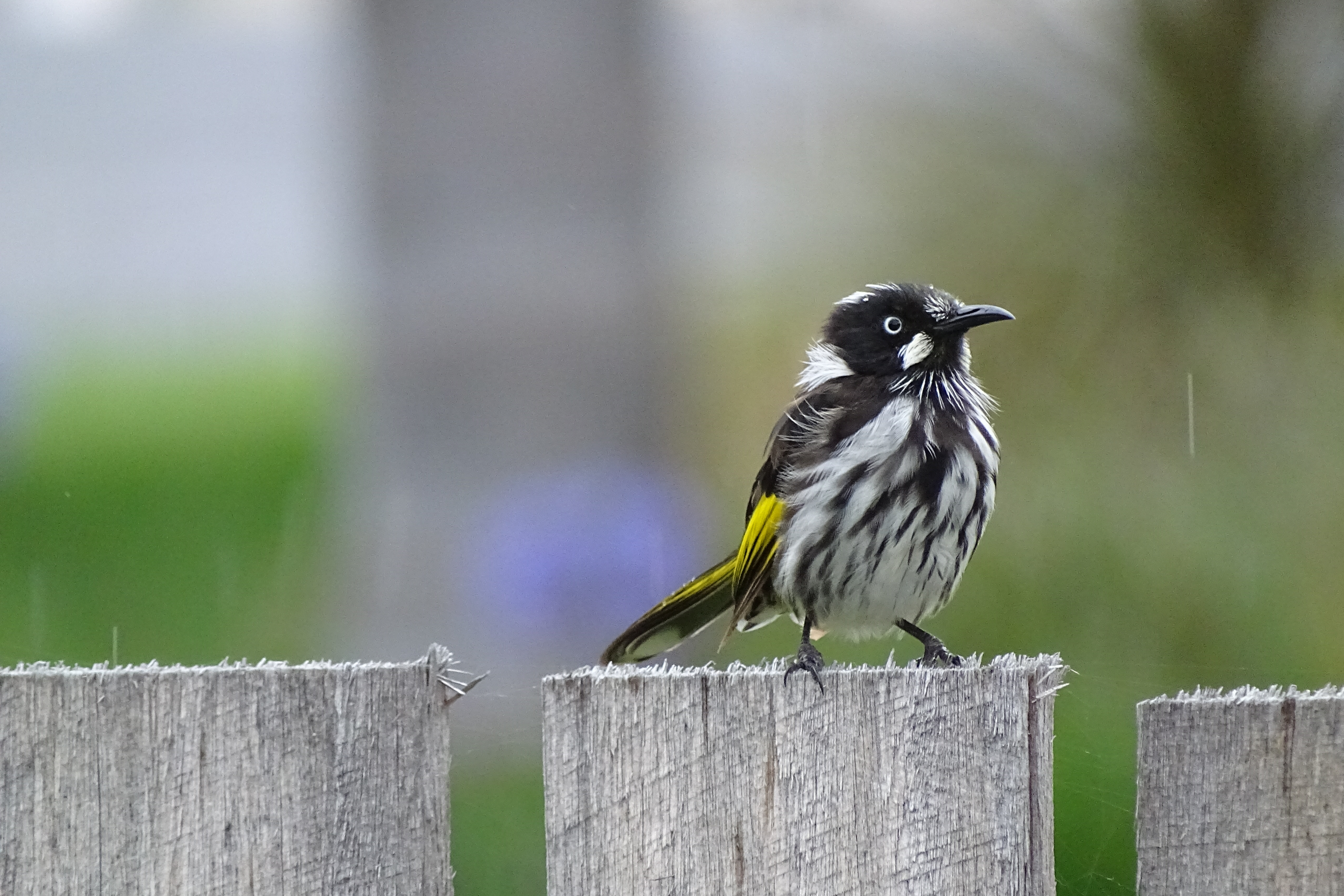 Close up of New Holland honeyeater sitting on a fence paling in a light rain shower