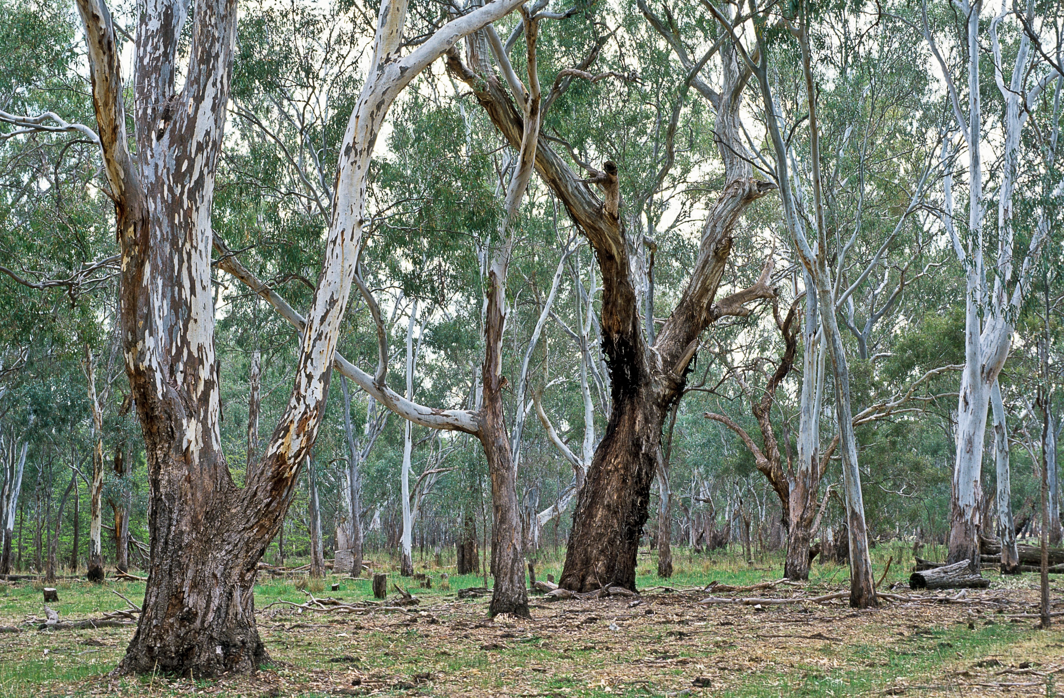 A group of yellow box and red gum trees in an open woodland