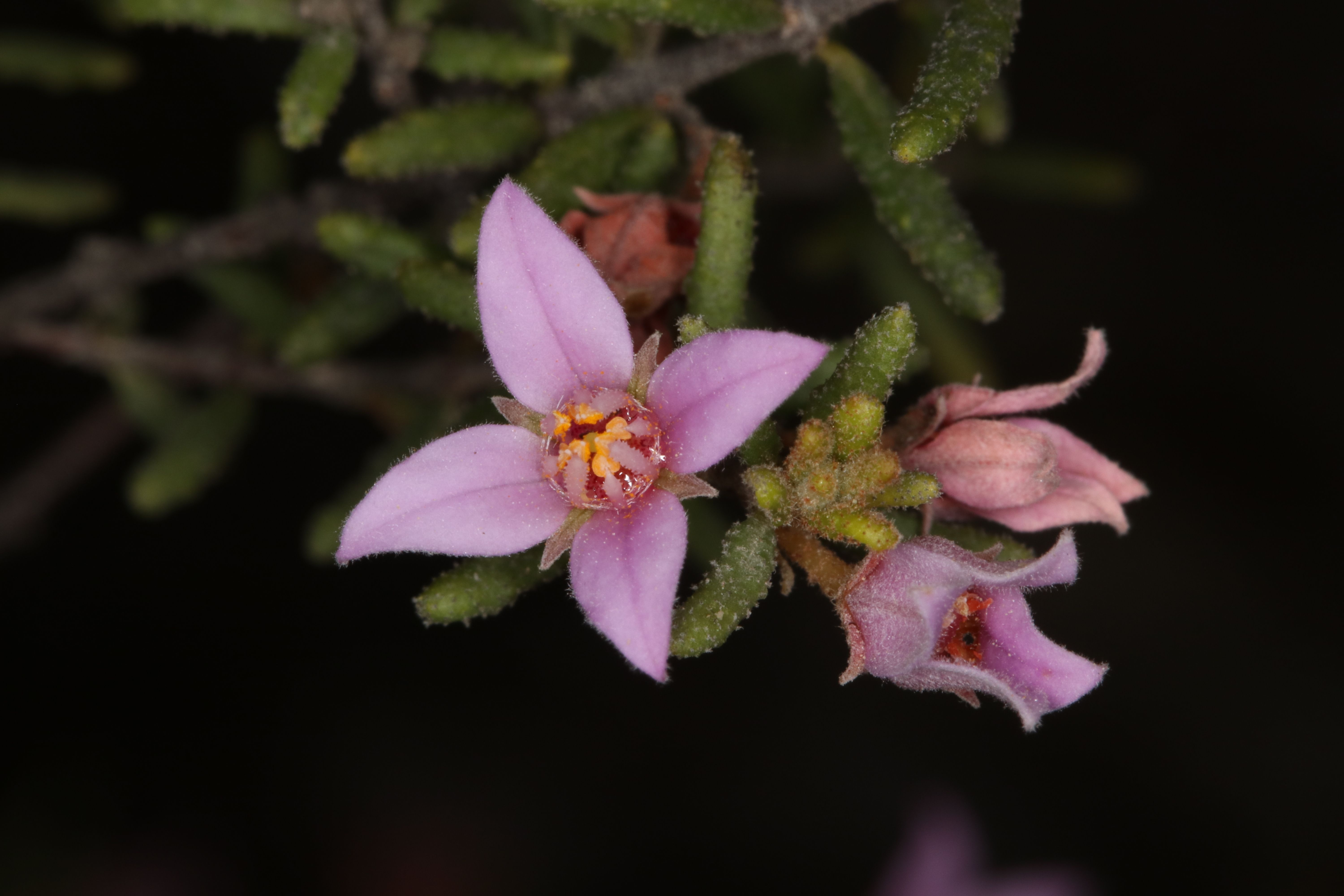 Cluster of pink flowers with four pointed petals.