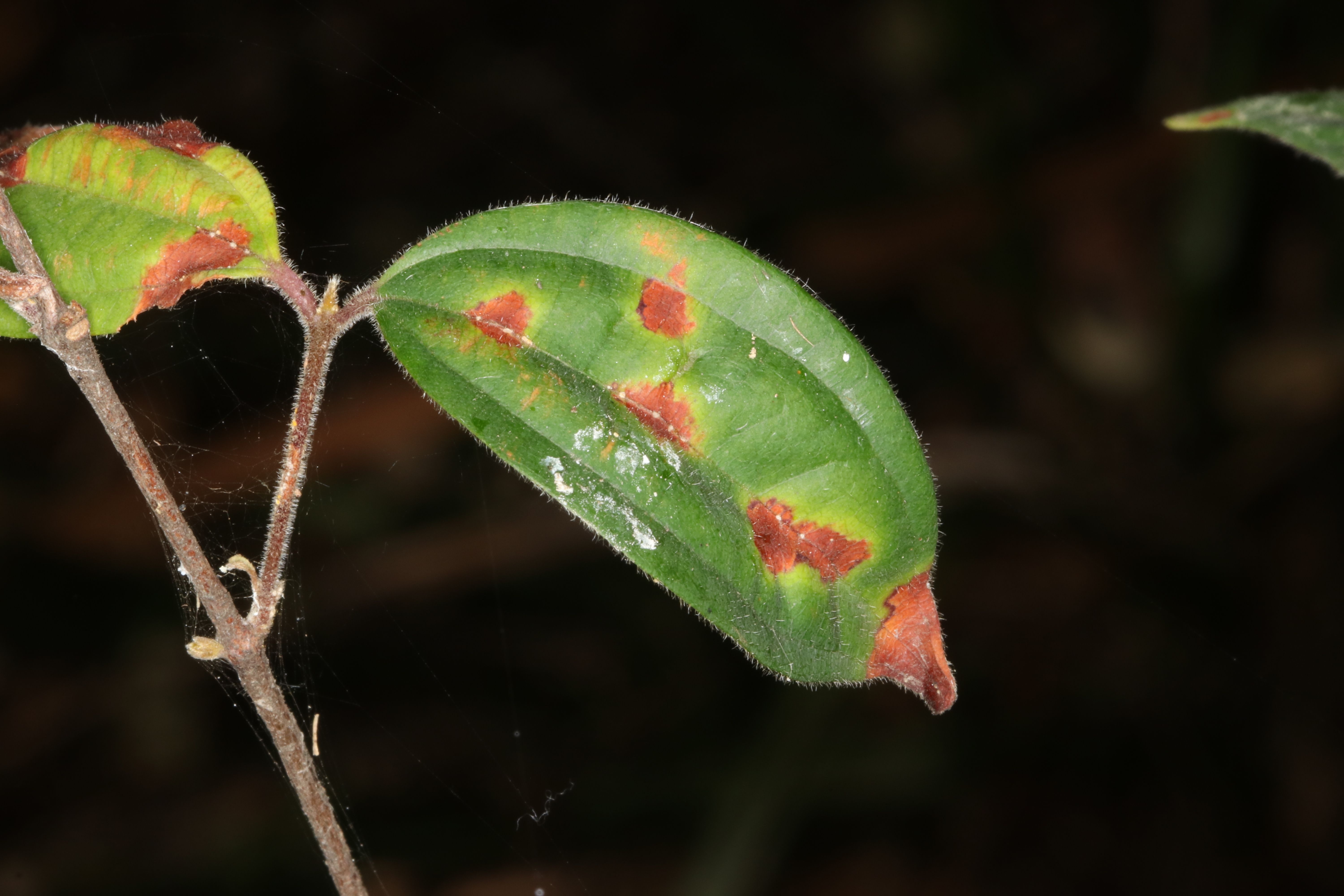 A green leaf with red spots
