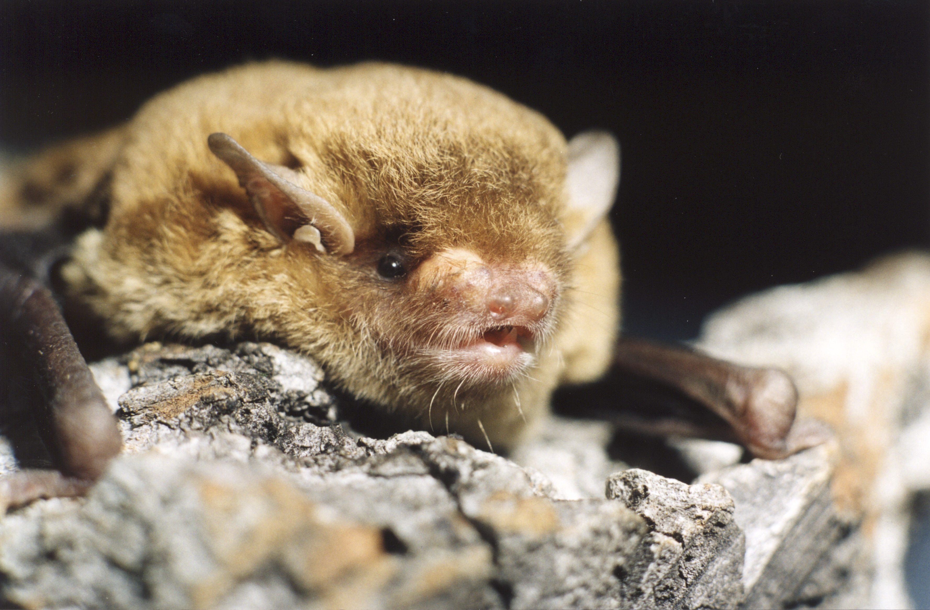 Small bat
