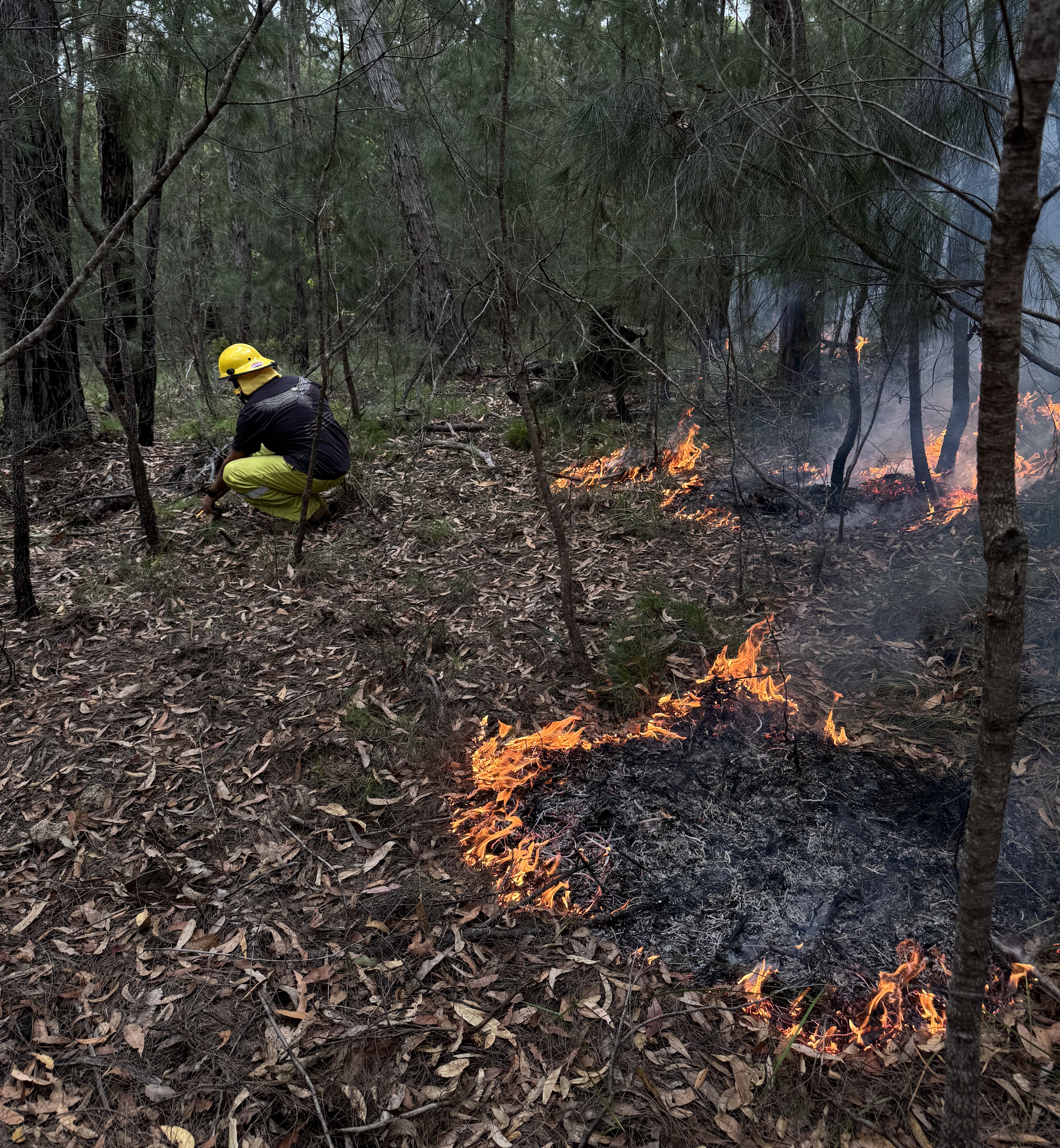 Image of a Cultural Burn in an open forest with an Aboriginal person in fire uniform in the background and a line of low fire spreading across leaf litter