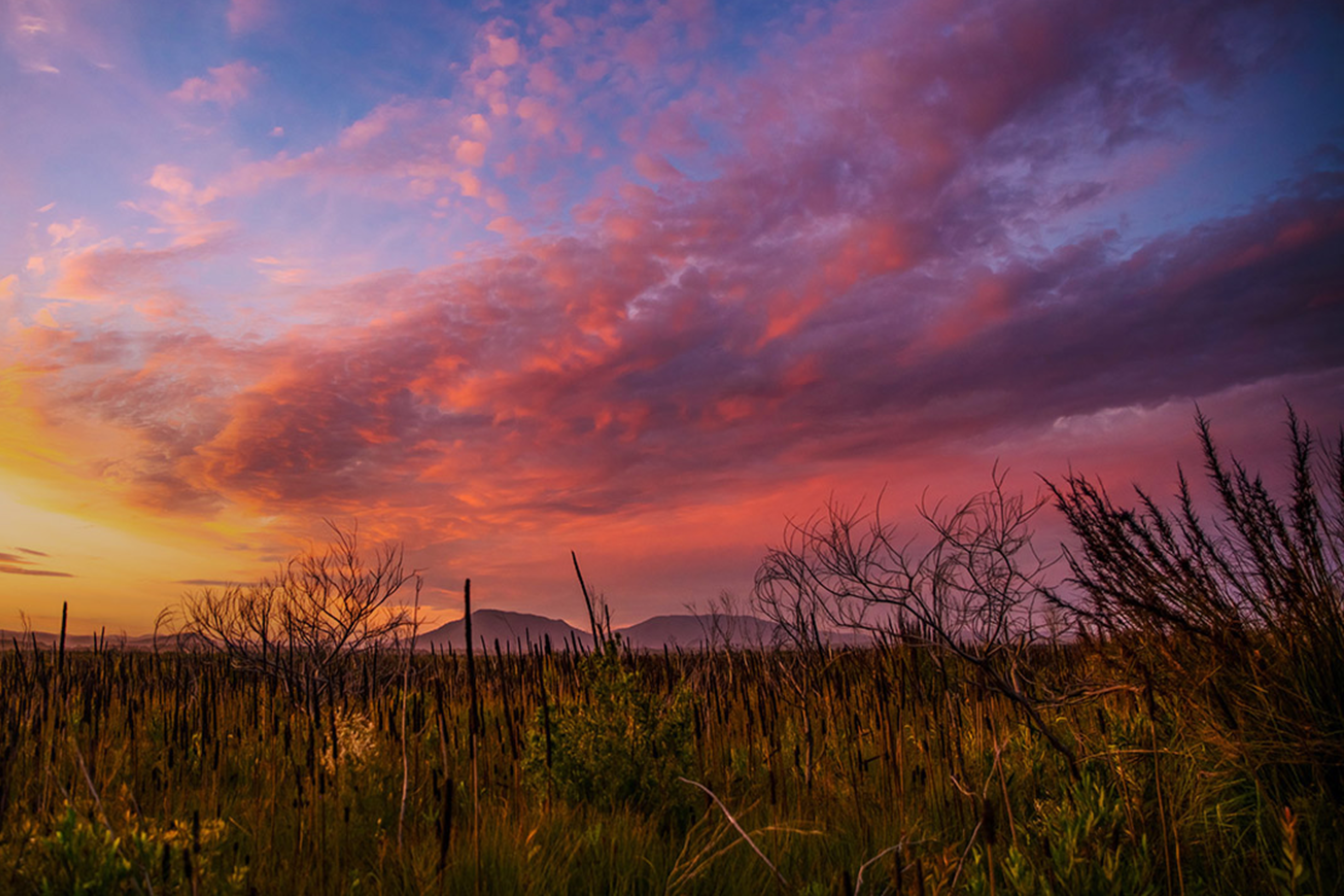 Sunset pink scattered clouds with Xanthorrhea and grasses in the foreground