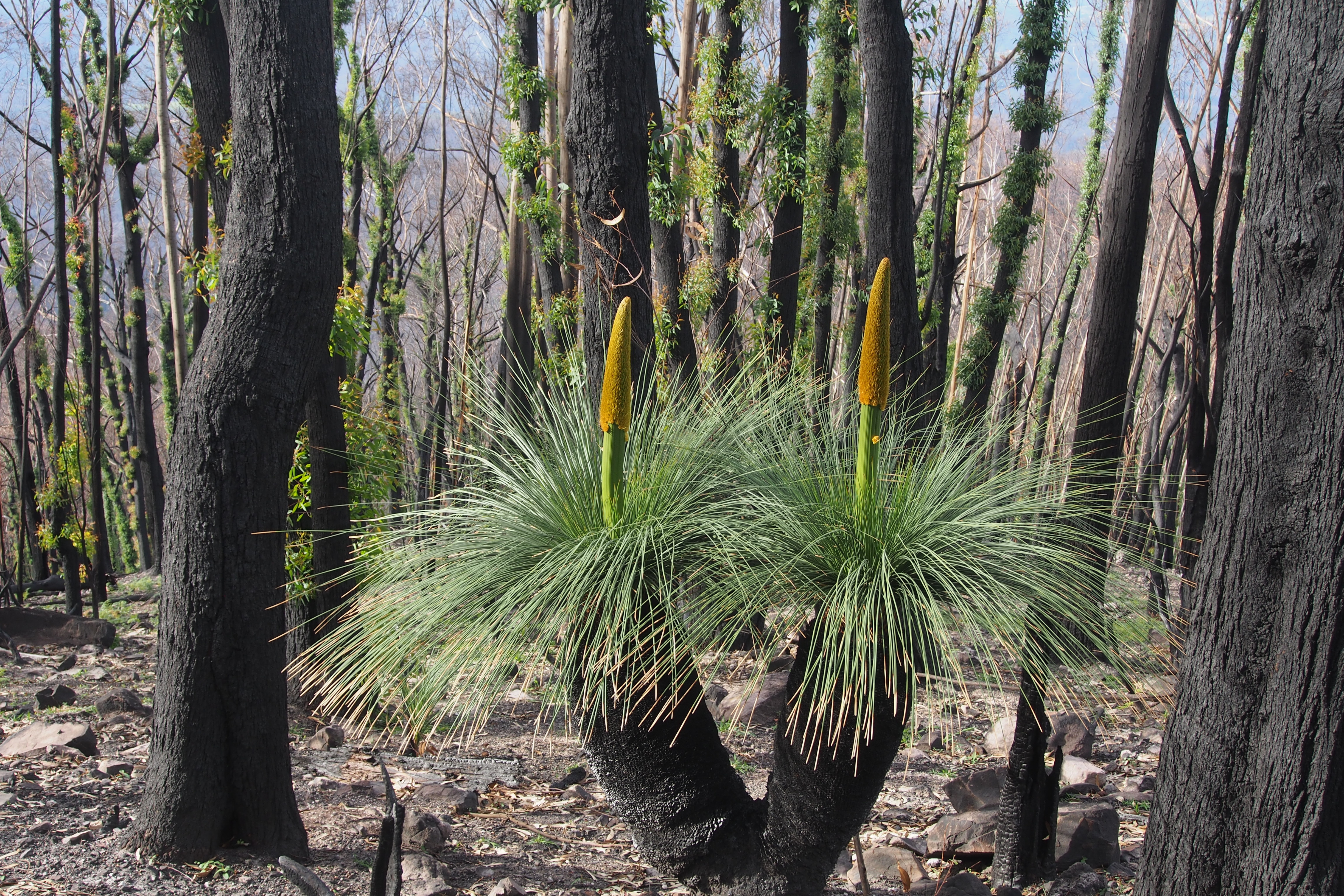 Close up of native plants re-sprouting after bushfires