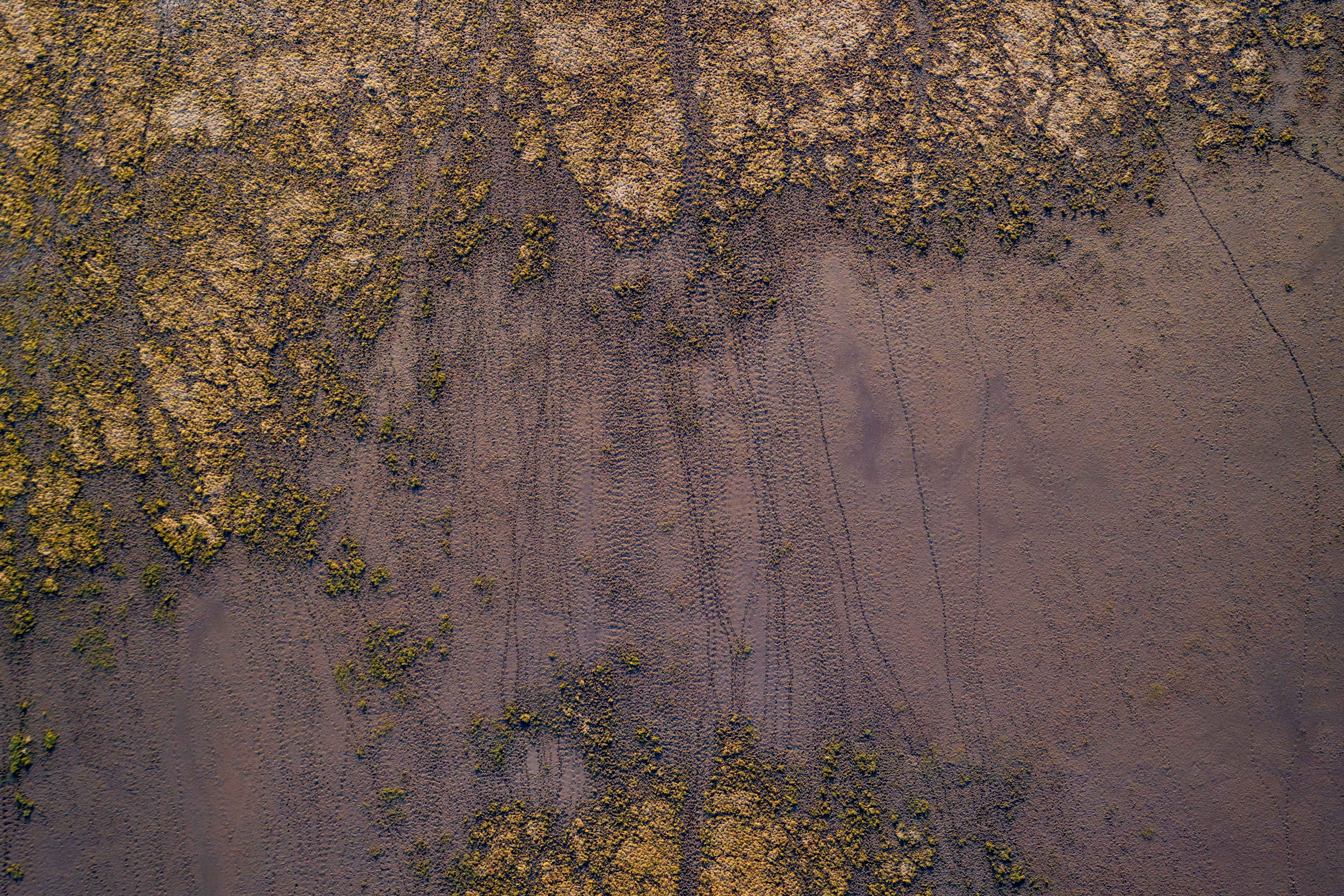 Aerial photo across Clarence floodplain backswamp showing kangaroo tracks