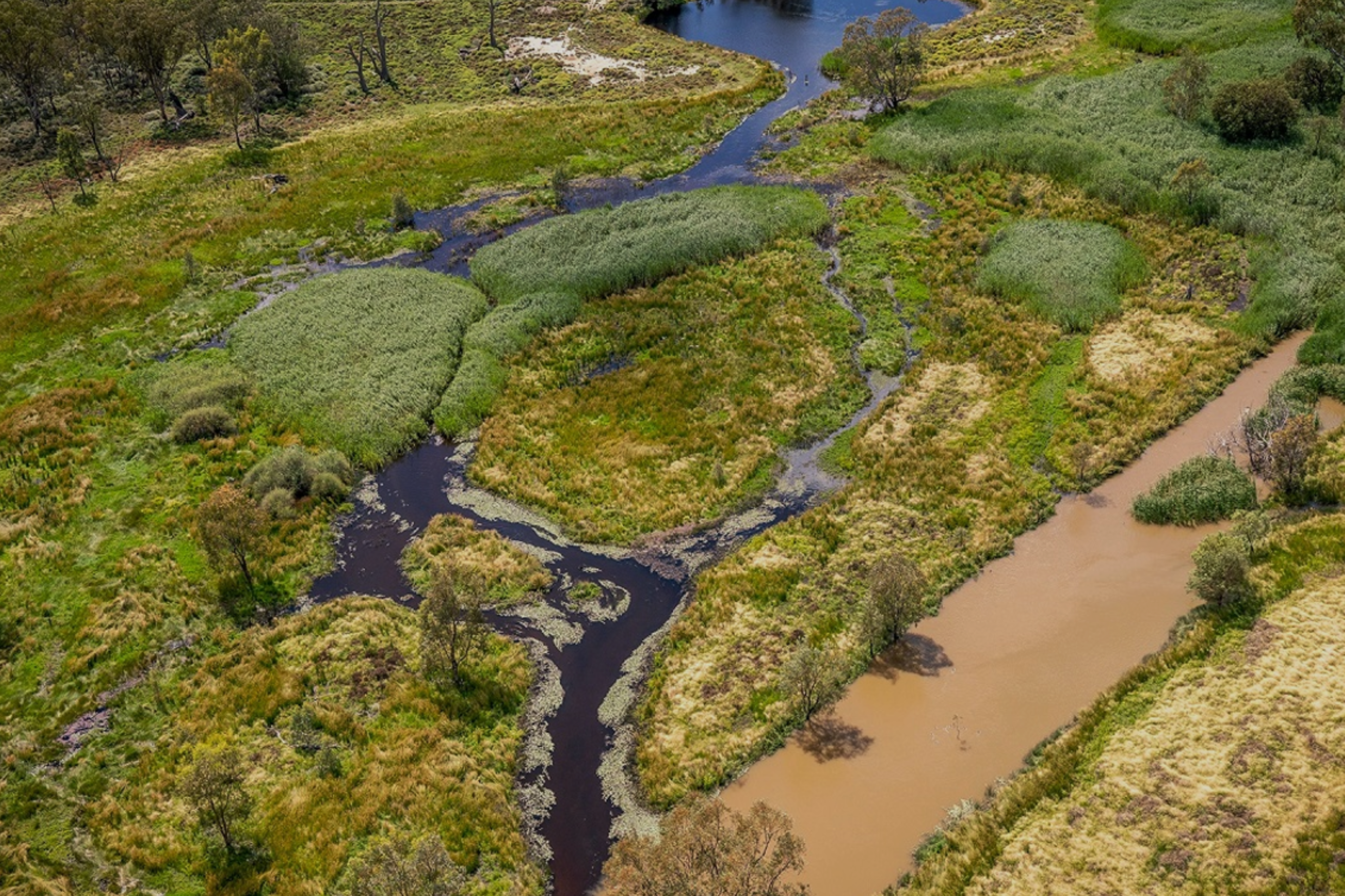 Aerial view of Macquarie Marshes Nature Reserve, where two waterways meet in a marsh area. Wailwan lands